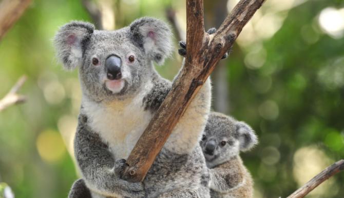 Koala genomic program