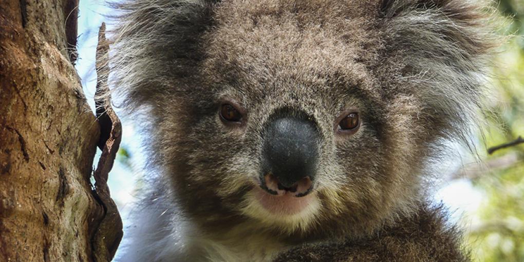 Koala Genome Koala
