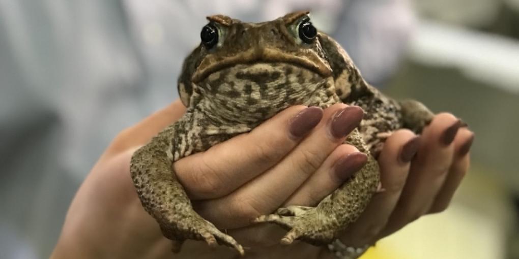Cane Toad - Image: UNSW Sydney