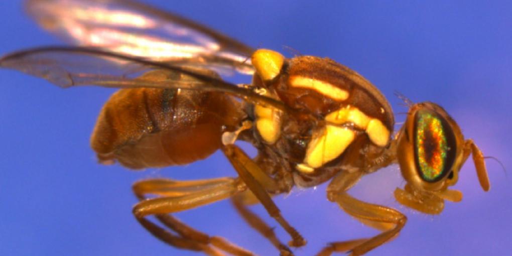 One of the true fruit fly species sequenced, Bactrocera jarvisi