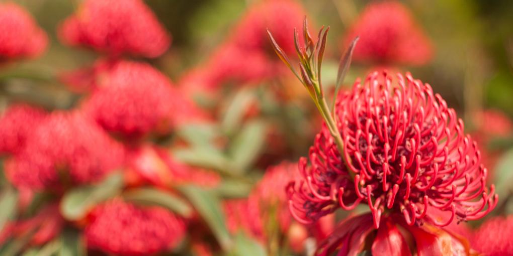 Waratah