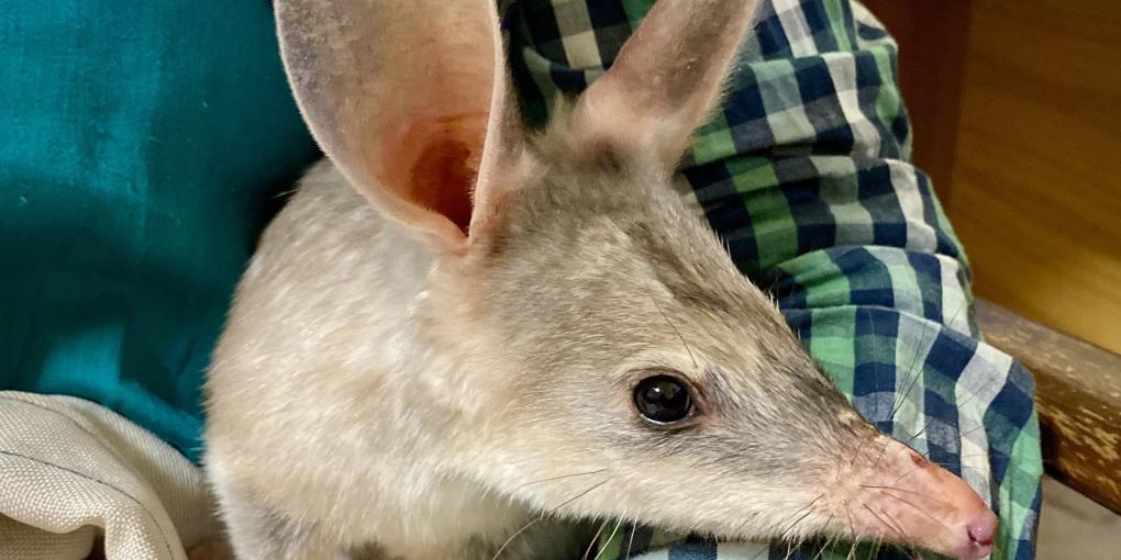 Australian Bilby